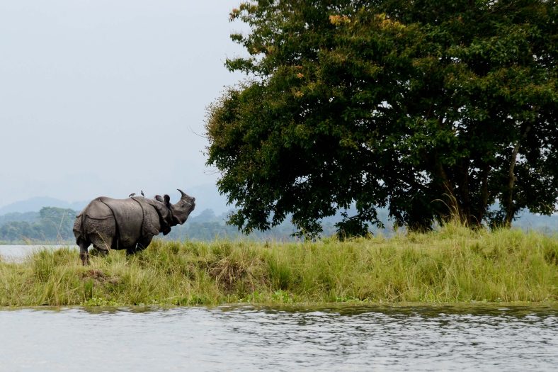 Kaziranga